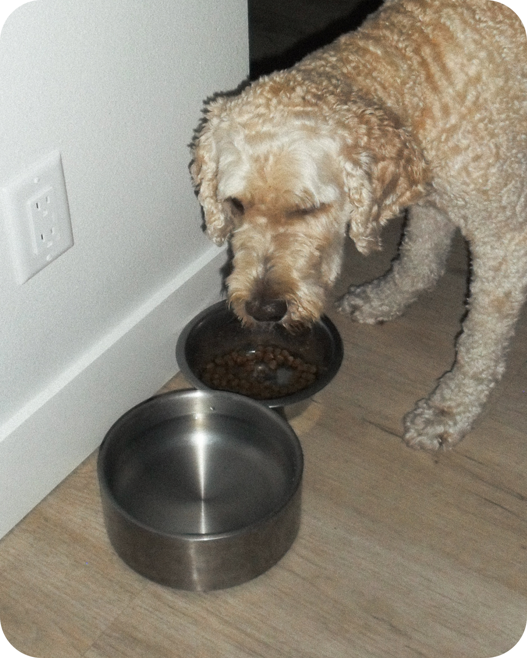 CALM ORGANICS PET BOWL